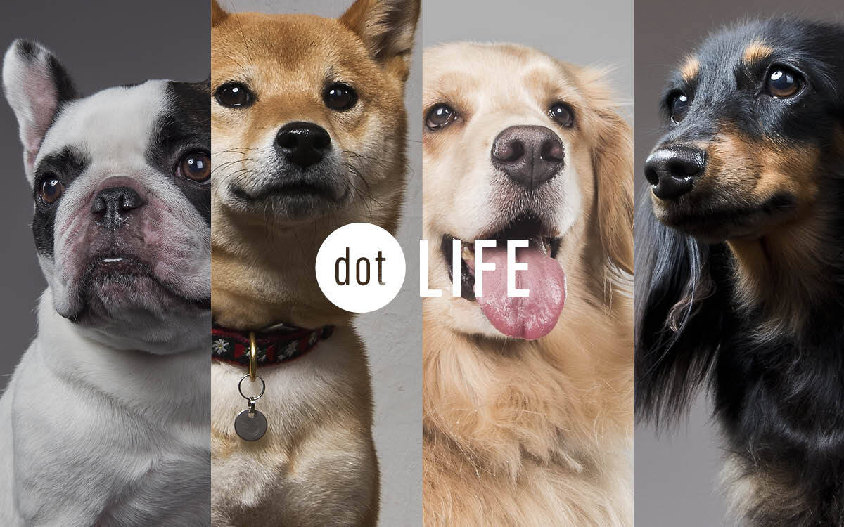 Rakanu 犬種特化メディアのポータルサイト Dot Life をオープン 株式会社voyage Group